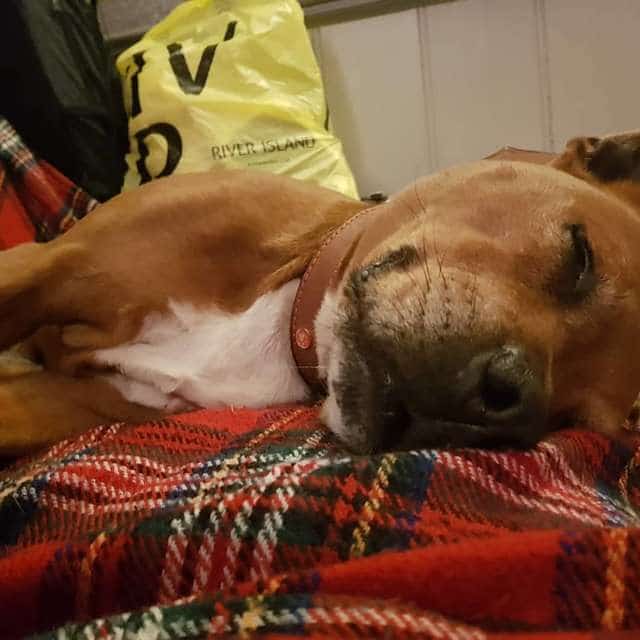 В приюте думали, что брошенного хозяевами пса скоро усыновят, но с тех пор прошел год В приюте думали, что брошенного хозяевами пса скоро усыновят, но с тех пор прошел год истории из жизни