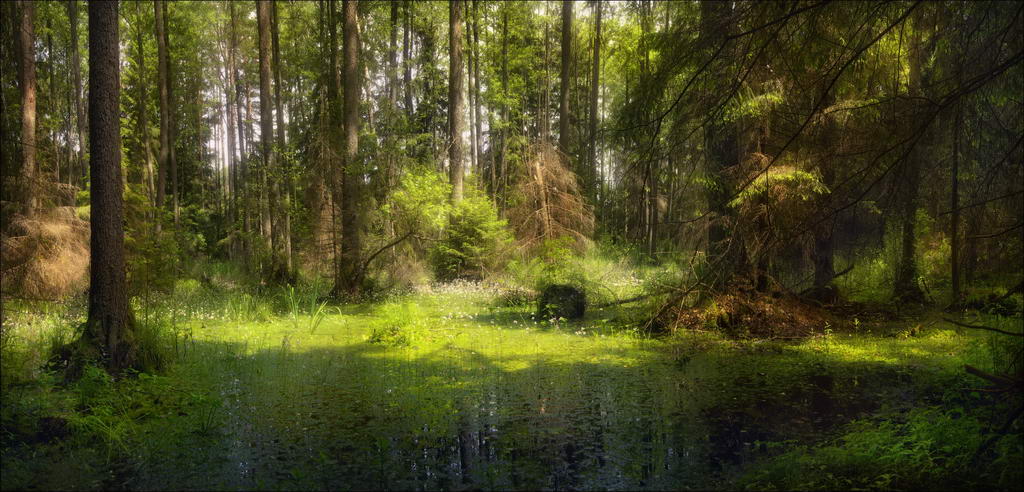 Топ 10 самых красивых лесов на планете Топ 10 самых красивых лесов на планете природа