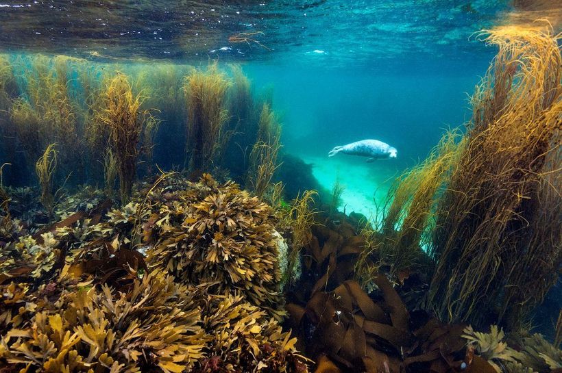 Главные победители Wildlife Photographer of the Year