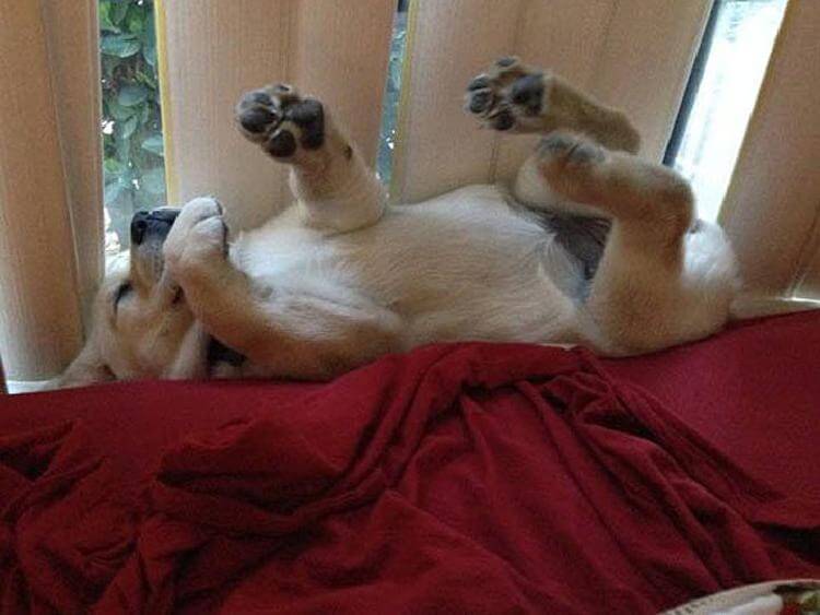 25 милейших щенков, готовых спать при любых обстоятельствах 25 милейших щенков, готовых спать при любых обстоятельствах животные