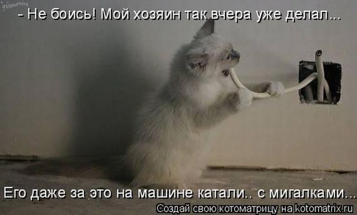 Котоматрица. Мысли вслух :) 