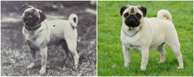 Как изменились породы собак за 100 лет биология,домашние животные,животные,собаки