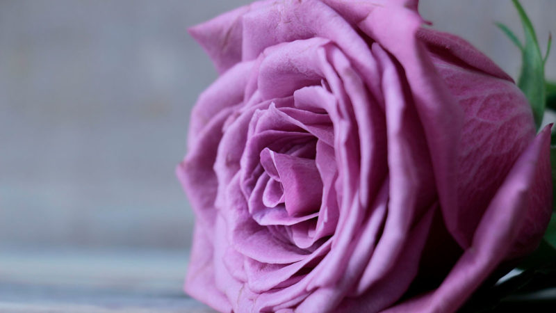 15 самых красивых фиолетовых роз и их виды