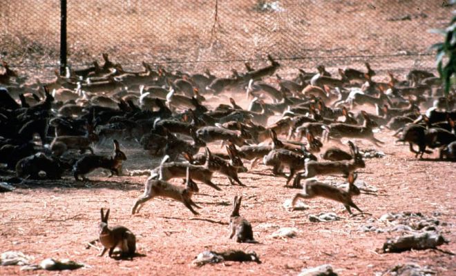 По Австралии бегает 300 миллионов диких кроликов, но местные их не едят. Выясняем причины странного явления кроликов, диких, кролики, животных, домашних, через, первый, ученые, можно, делать, Австралии, сокращения, состав, этого, запущен, особей, миллионов, распахивание, распоясавшихся, пределах
