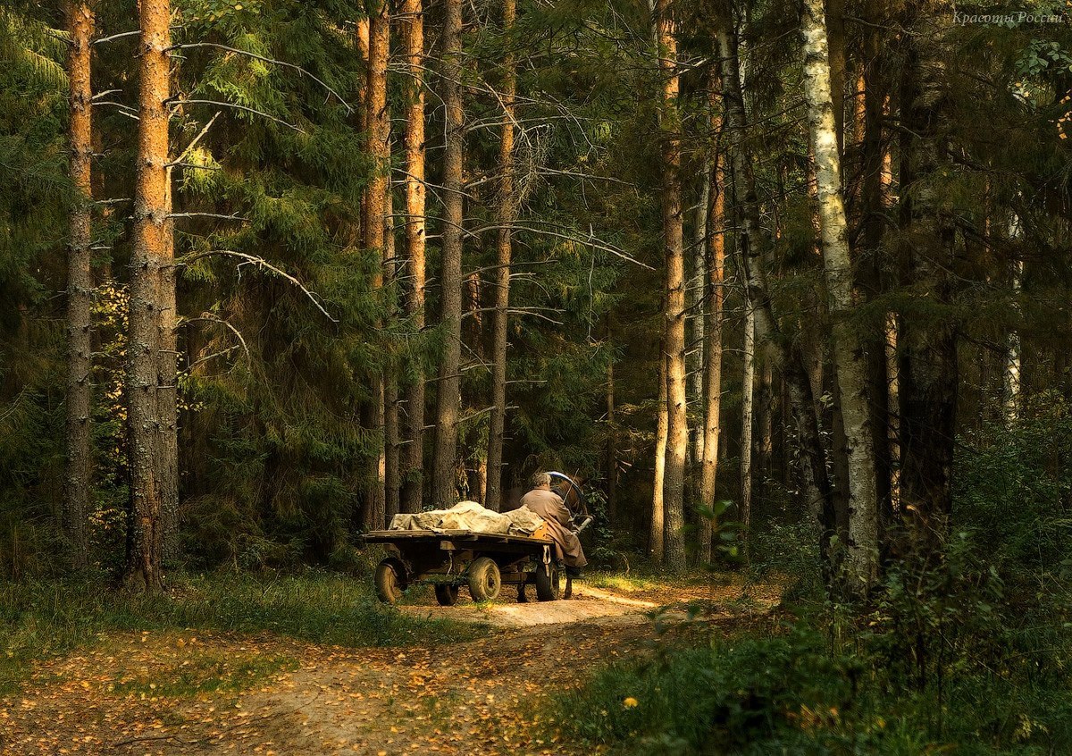 Бредешь в лесу. Шишкин прогулка в лесу 1869. Сторожка в лесу Шишкин. Ивана Шишкина «на опушке соснового леса» (1882)..