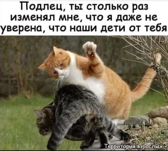 - Петя, а куда ты вешаешь вещи? - Мы, мужики, обычно вешаем свои вещи на пол прокуковала, сказку, забыл, теперь, спать, когда, следующий, помню, мужик, вымыла, нельзя, пообещала, резинка, вернулась, домой, будит, дверь, текст, кукушка, деревню