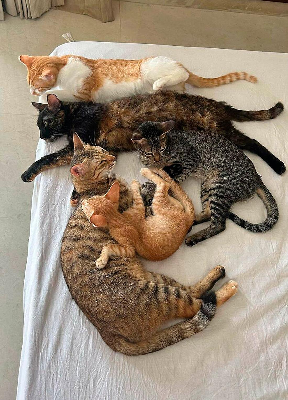 Очень смешные коты, которые собрались на совещание  evergreen,format-article,noindex,Развлечения