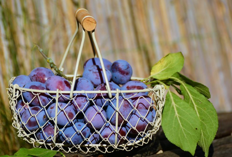 branch-plant-fruit-berry-flower-purple-497884-pxhere.com.jpg