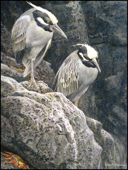 Художник Роберт Бейтман | Robert Bateman (363 работ)