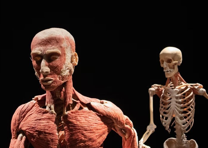 25 странных и жутких фактов о человеческом теле анатомия,медицина,организм ,познавательно,тело,факты,человек