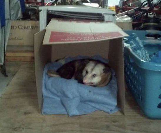 опоссум в коробке