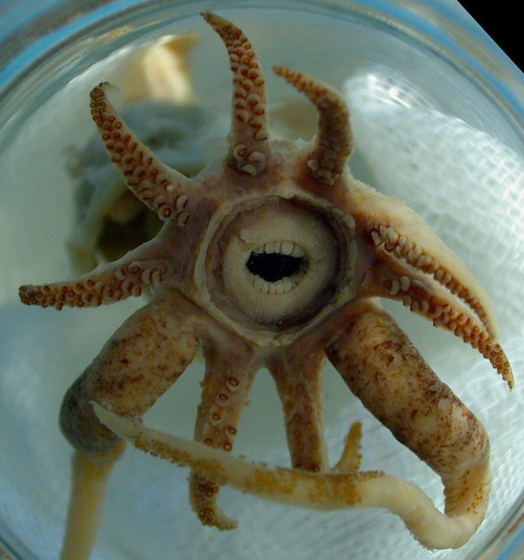 Зубастый кальмар promachoteuthis sulcus