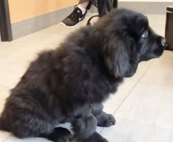 Собака сидит