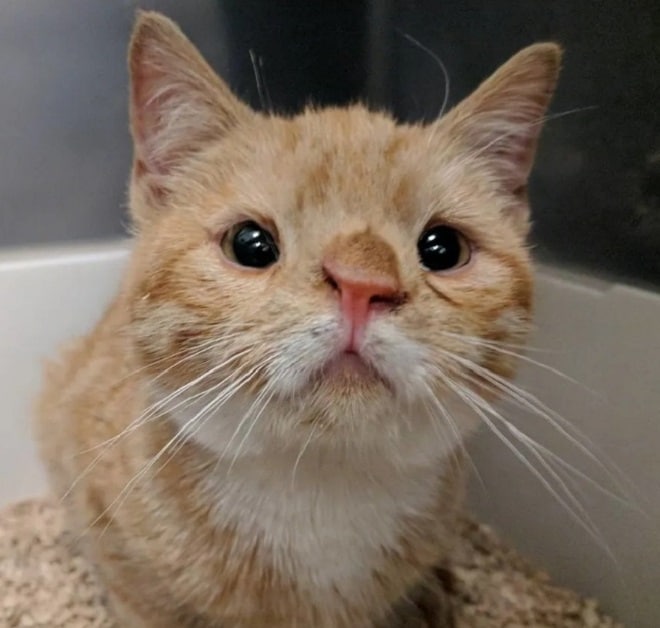 Необычный котик