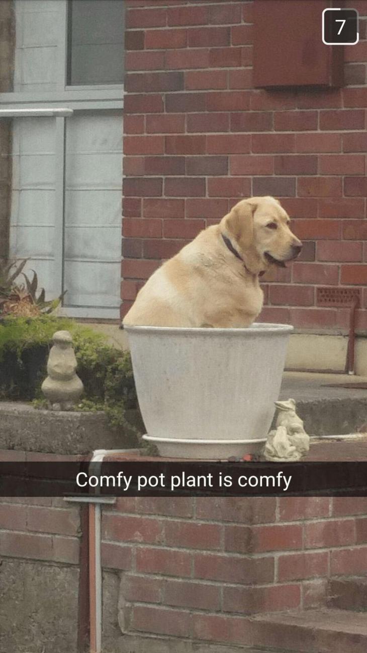 25 смешных животных попавших в неловкие ситуации 25 смешных животных попавших в неловкие ситуации