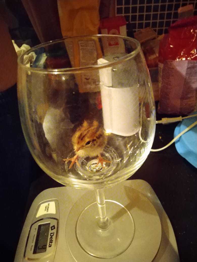 перепелята из магазинных яиц. можно ли вывести цыплят из магазинных. инкубатор для птенцов. перепелята из магазинных яиц. можно ли вывести цыплят из магазинных.