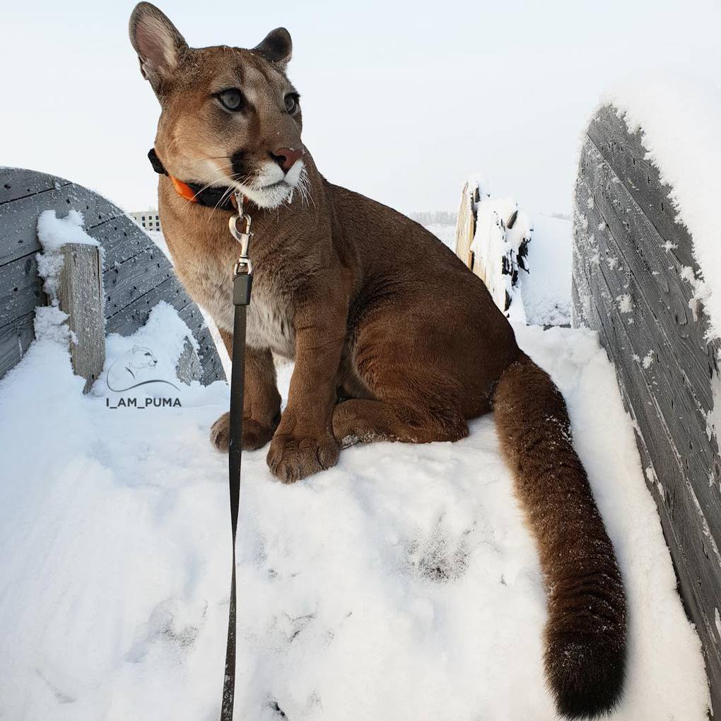 Пара забрала пуму из саранского контактного зоопарка и превратила её в разбалованного домашнего кота Пара забрала пуму из саранского контактного зоопарка и превратила её в разбалованного домашнего кота животные