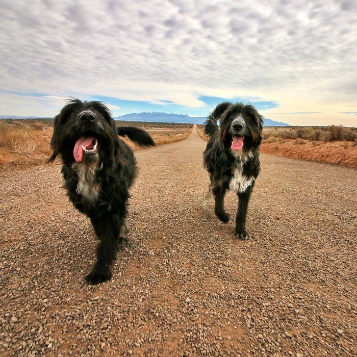 Travel-With-Two-Homeless-Dogs-Jordan-Kahana