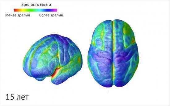 Как созревает детский мозг: что важно знать о этапах развитии ребенка