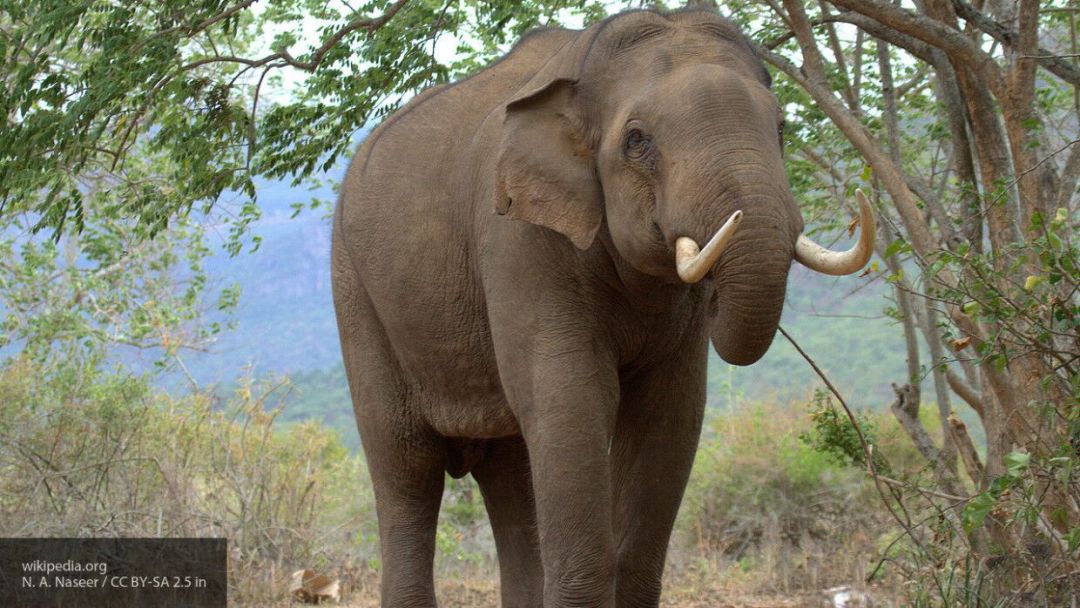 Слоны оказались способны «ловить зевок» от человека