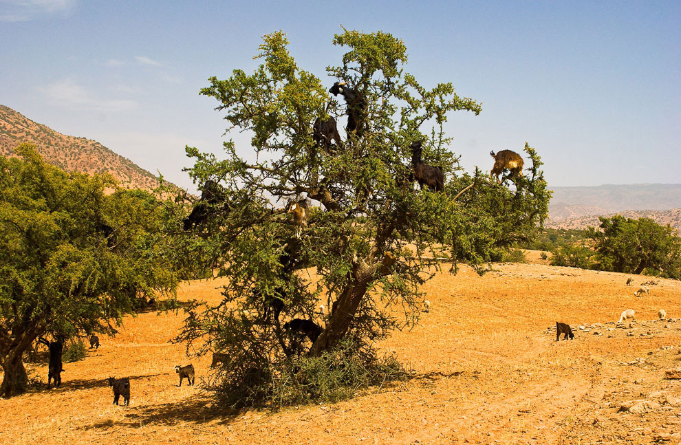 Козы из Марокко, которые умеют лазать по деревьям Марокко, аргановое, Арган, невероятной, Местные, животных, которое, делают, дерева, умеют, которые, масло, забираться, деревья, может, перевариваются, Внутри, ценные, желудках, находятся