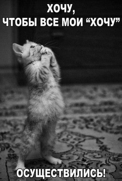 Муркотушки! демотиваторы,животные,позитив,Смешные животные