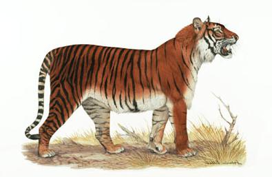 Балийский тигр — вымерший подвид