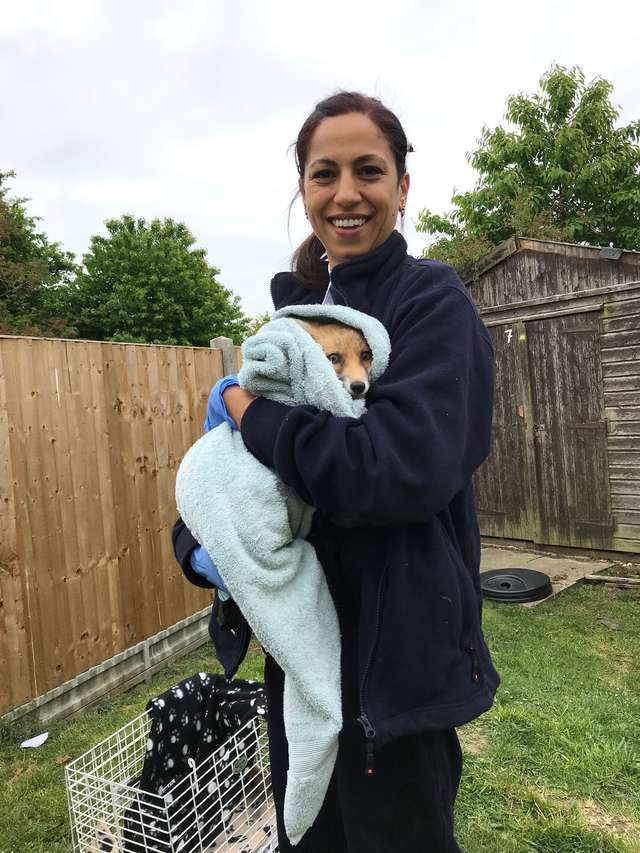 Молодая лисичка пришла к людям просить помощи Молодая лисичка пришла к людям просить помощи животные,природа