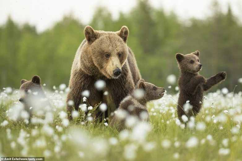 Наша прекрасная планета: лучшие тревел-фотографии 2019 года категории, Победитель, «Острые, угрозой, ощущения, место, упоминание, Индия, туристический, оценка, Особое, Высокая, «Искусство, разделе, Италия, Грасси, «Молодой, фотограф», Марко, Великобритания