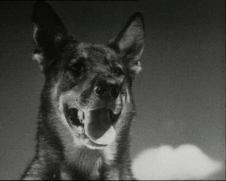 Главный герой фильма давший клички для множества советских служебных собак