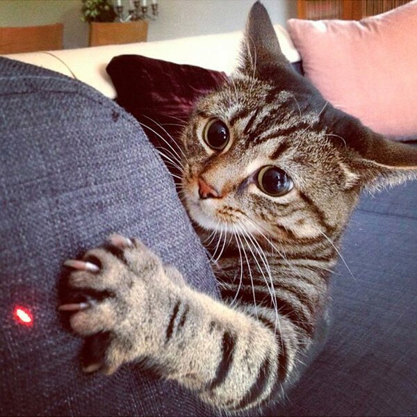 Кто в доме хозяин? Кто в доме хозяин? не всё так грустно