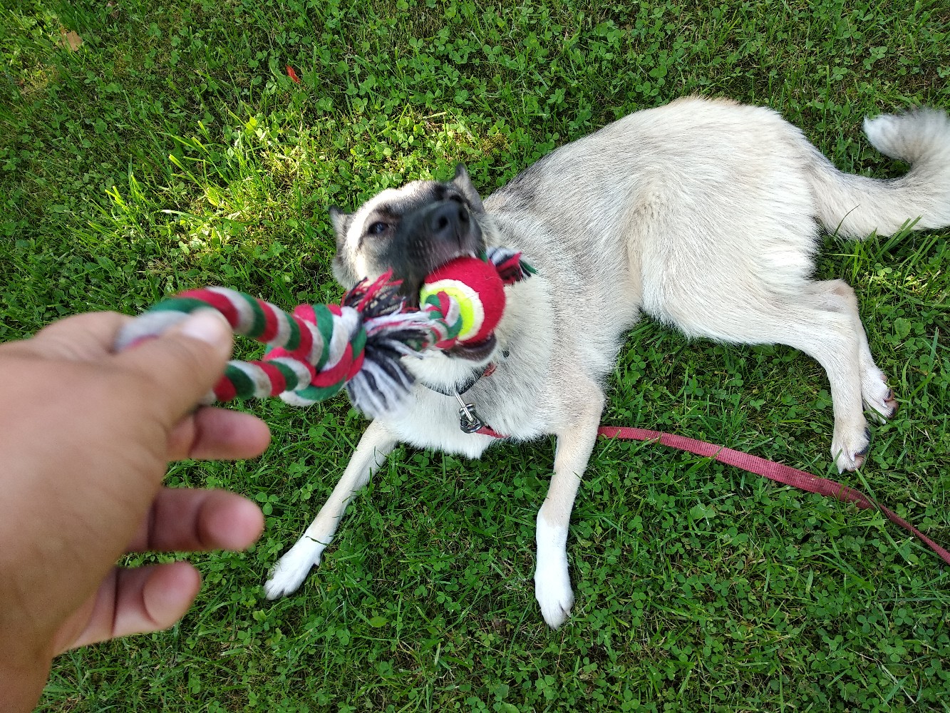 собака на прогулке