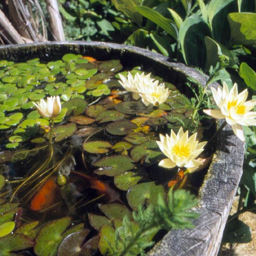 wild-garden-inspiration-pond3.jpg wild-garden-inspiration-pond3.jpg