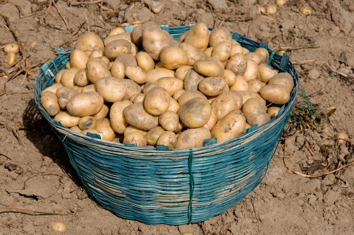 Никогда не поливайте днем: 6 ошибок, из-за которых у вас плохой урожай картошки