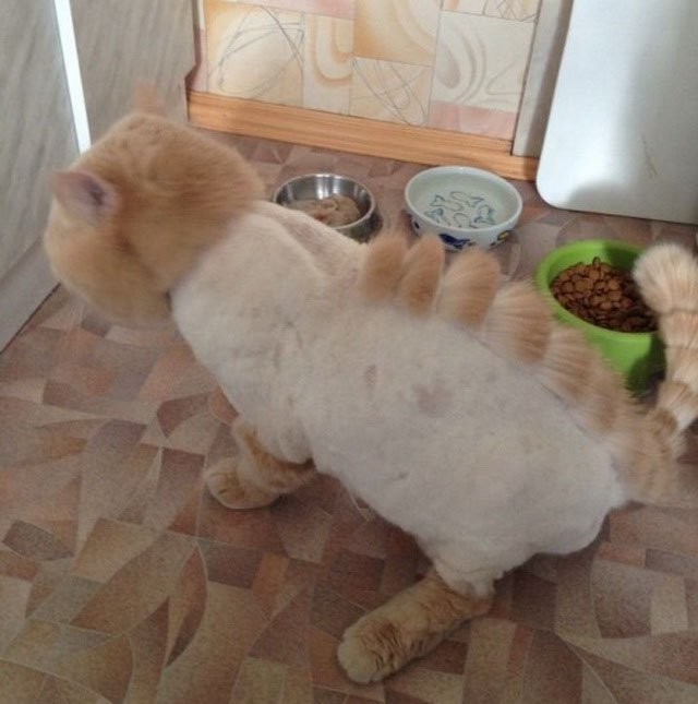 Мой хозяин... ну вы поняли животные, кошки, прикол, фото, хозяева, юмор