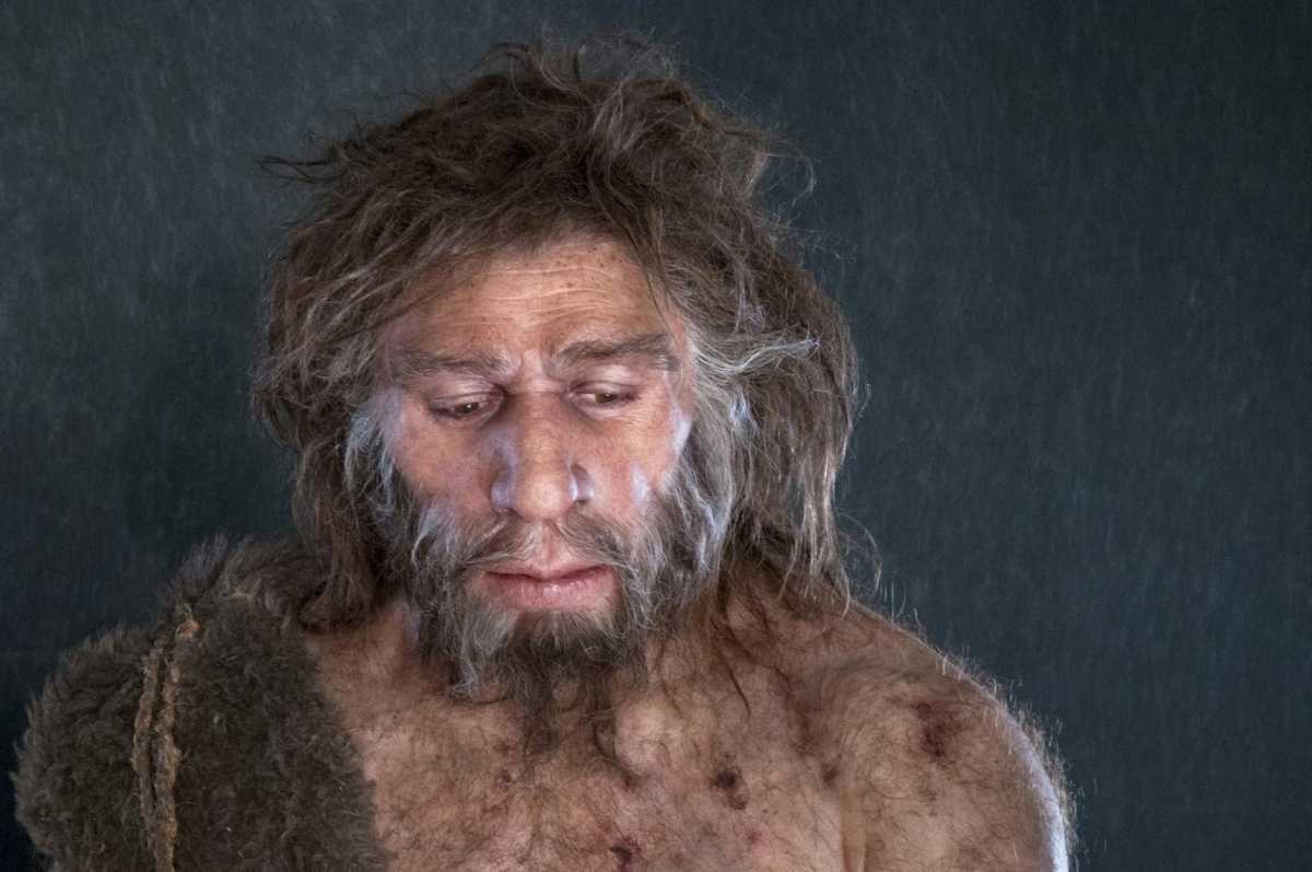  Современная реконструкция неандертальца. / © cosmos-magazine.imgix.net 
