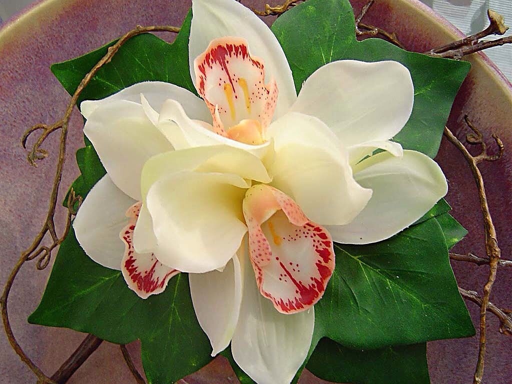 Como cuidar una orquídea blanca