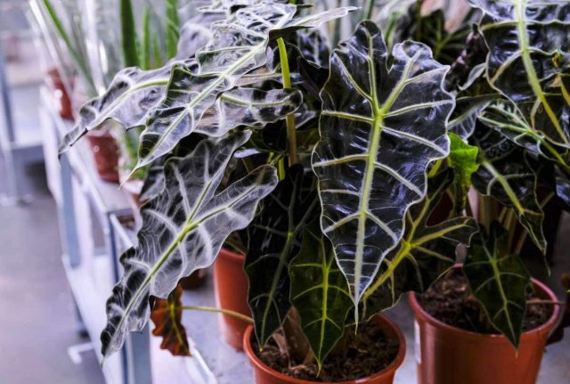 8 прекрасных видов алоказии – живопись в каждом листе комнатные растения,цветоводство