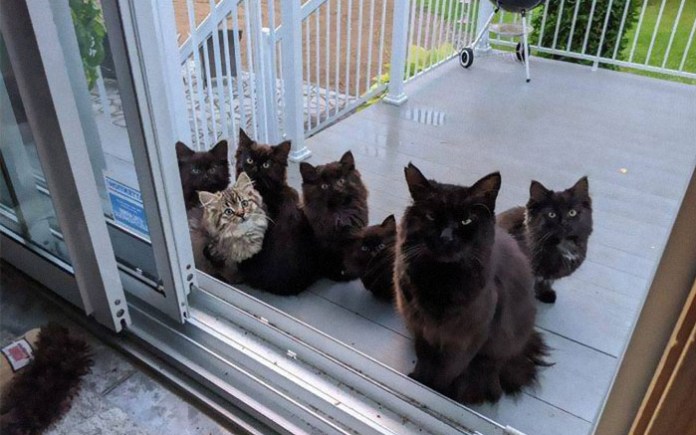 Без кота и жизнь не та