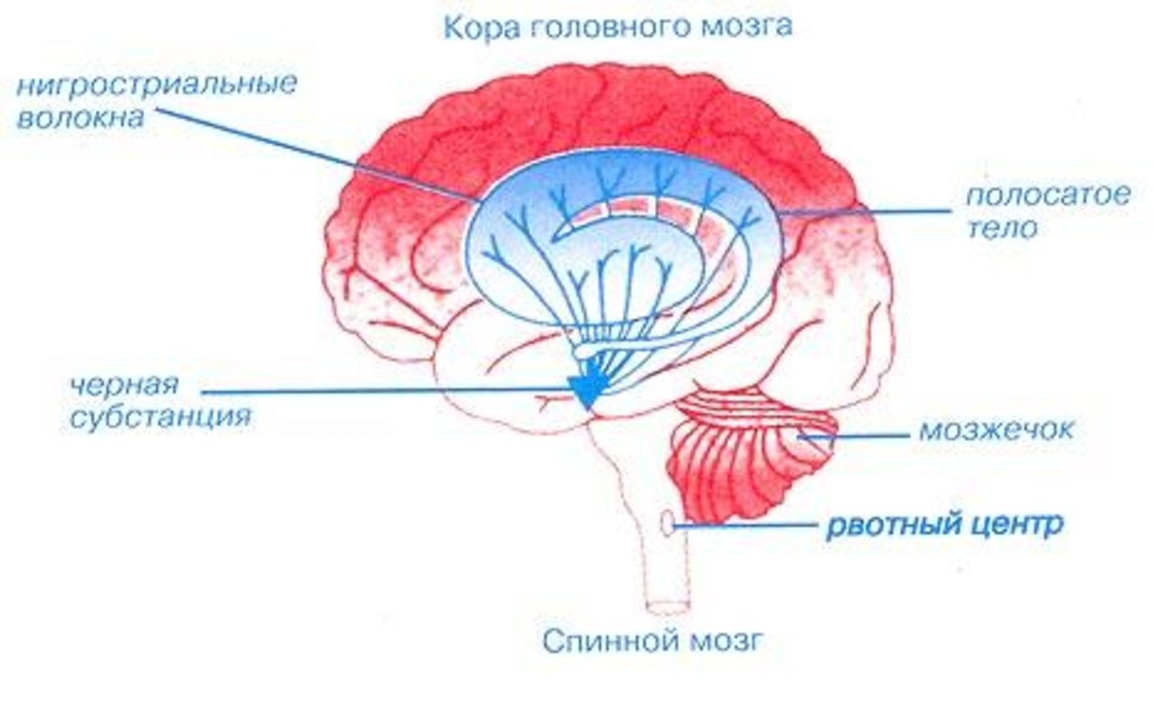 Рвотный рефлекс мозг. Полосатое тело конечного мозга. Базальные ядра конечного мозга полосатое тело. Базальные ганглии полосатое тело. Черная субстанция и базальные ядра.