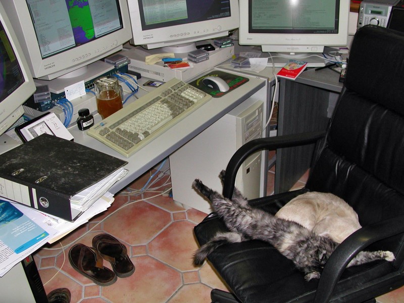 Офисные кошки животные, коты, офис