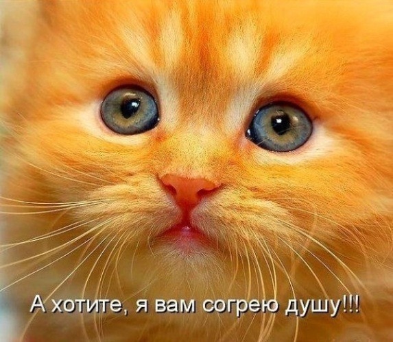 Муркотушки!