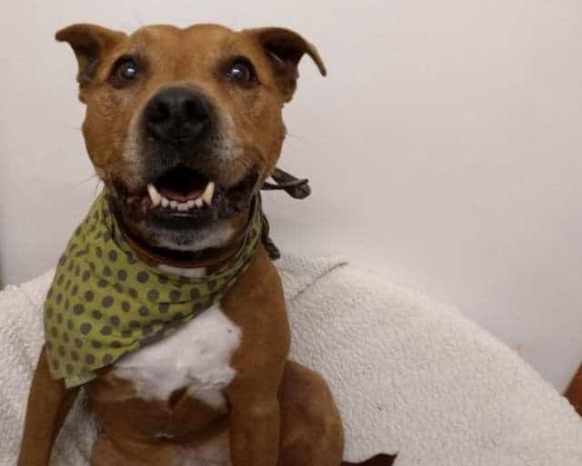 В приюте думали, что брошенного хозяевами пса скоро усыновят, но с тех пор прошел год