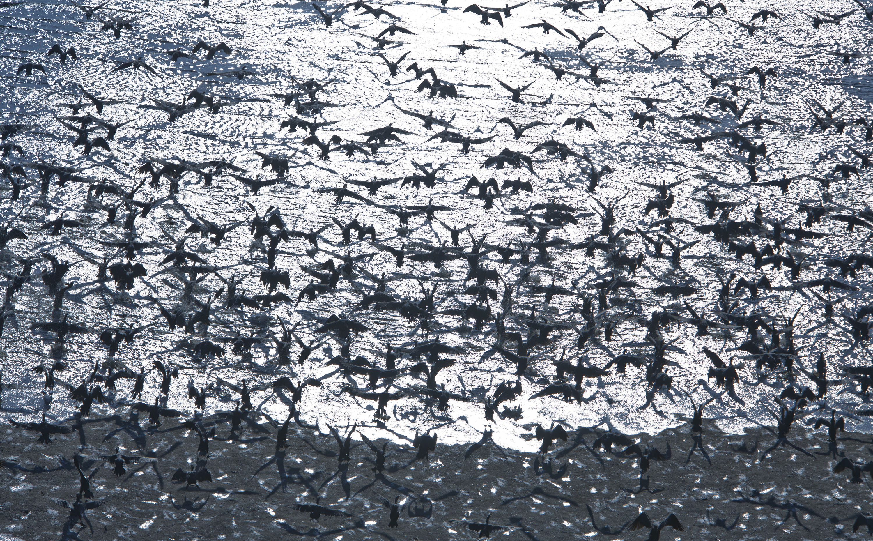 В Шереметьево на свалках развели тысячи птиц, которые создавали угрозу для самолетов