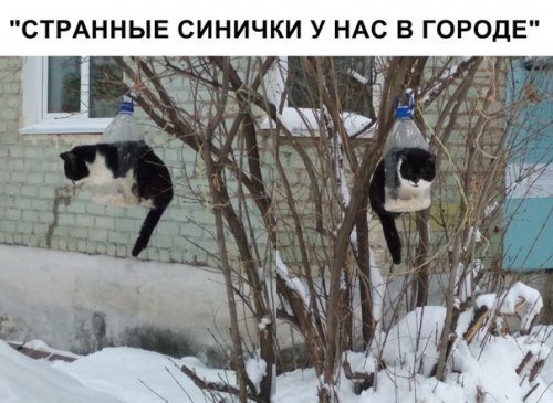 Лучшие прикольные фотомемы 