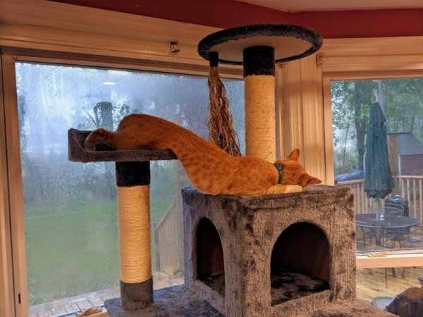 Эти коты доказывали, что для сна не существует неудобных мест и поз                     