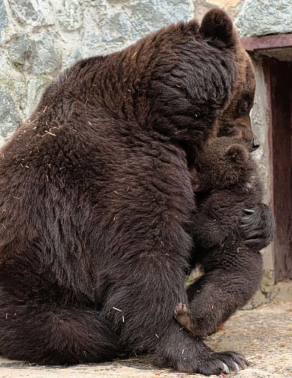 Медвежье воспитание  красивые фотографии,смешные картинки