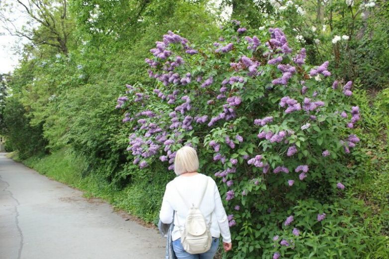 Ботанический сад в пражском Вышеграде Ботанический сад в пражском Вышеграде