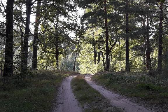 В Тамбовской области ограничат посещение лесов