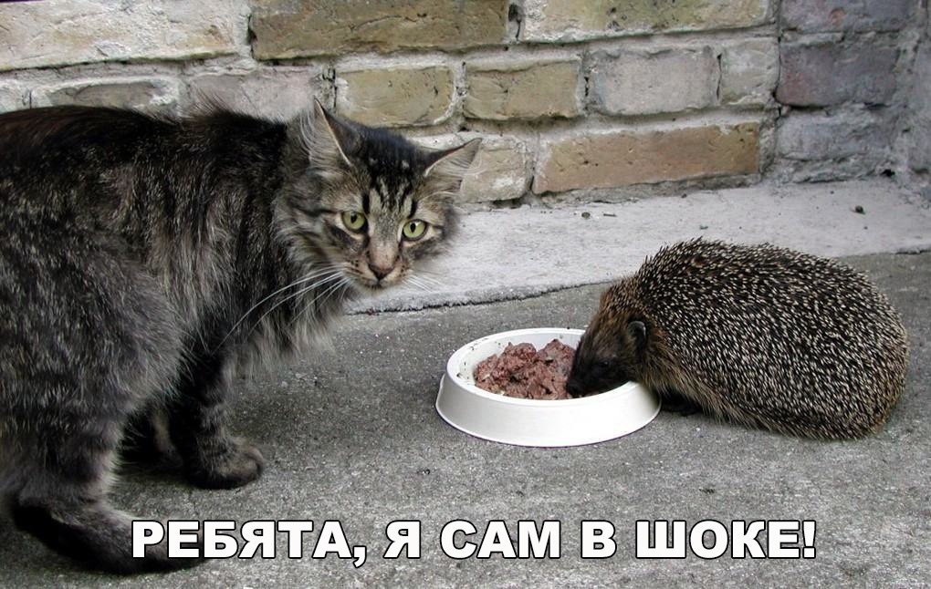 Подборка смешных и позитивных картинок с надписями со смыслом